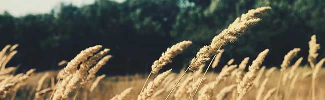 电话轰炸机网页版